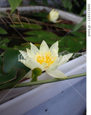 黄色のスイレンの花 黄色のスイレンの花 128313880