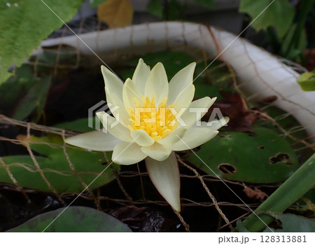 黄色のスイレンの花 128313881