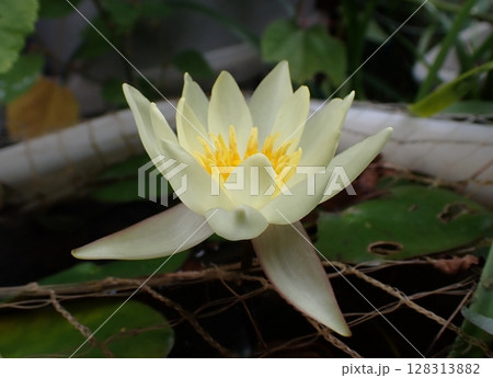 黄色のスイレンの花 128313882