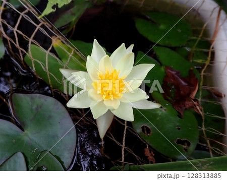黄色のスイレンの花 128313885