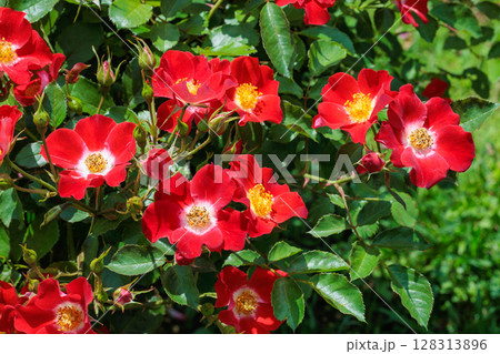 ローズガーデンの赤い修景バラの花 128313896
