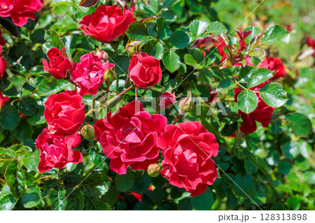 ローズガーデンの赤い修景バラの花 128313898