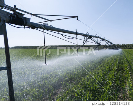 Agricultural pivot irrigation system on a corn field 128314138