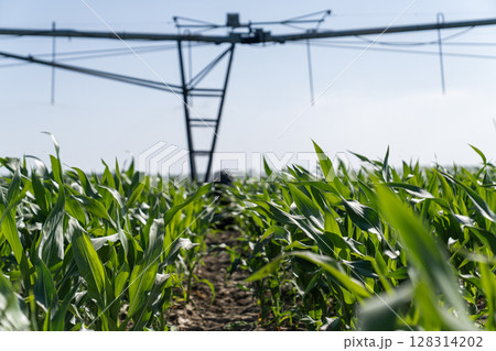 Agricultural pivot irrigation system on a corn field 128314202