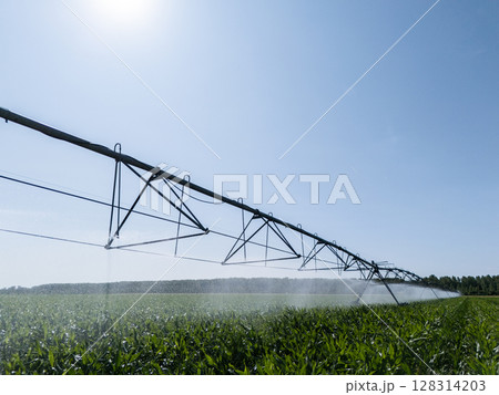 Agricultural pivot irrigation system on a corn field 128314203