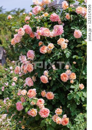 ガーデンで咲く美しいオレンジ色のバラの花 ガーデンで咲く美しいオレンジ色のバラの花 128314306