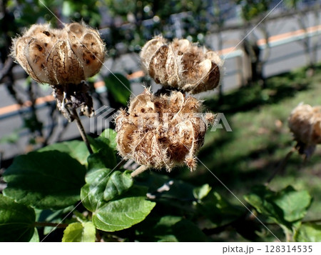 フヨウの朔果 128314535