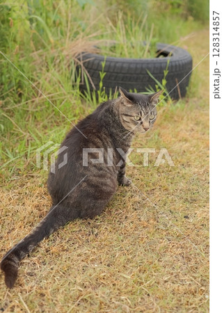 広場で遊ぶとら猫 広場で遊ぶとら猫 128314857
