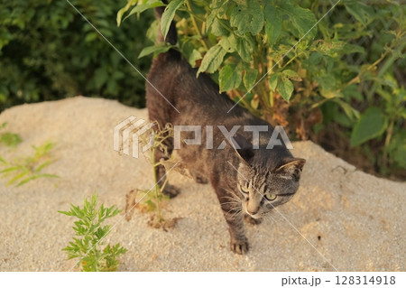 広場で遊ぶとら猫 広場で遊ぶとら猫 128314918