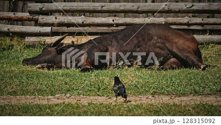 Resting black buffalo lying on grass in serene landscape 128315092