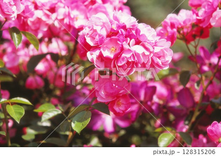 赤いバラの花々 赤いバラの花々 128315206