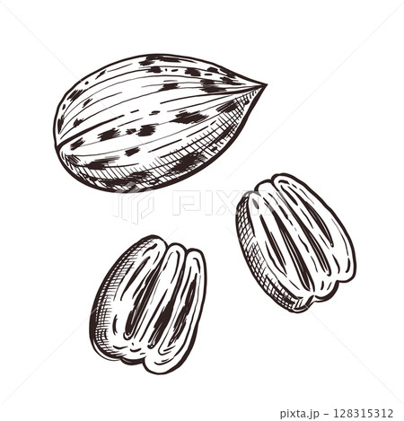 Vector illustration of pecan, nut in shell and nut without shell, pecan kernel. Vector illustration. For printing on fabric, paper, for the design of food labels, packaging. Vector illustration 128315312
