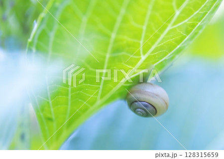 紫陽花の葉とカタツムリ 紫陽花の葉とカタツムリ 128315659