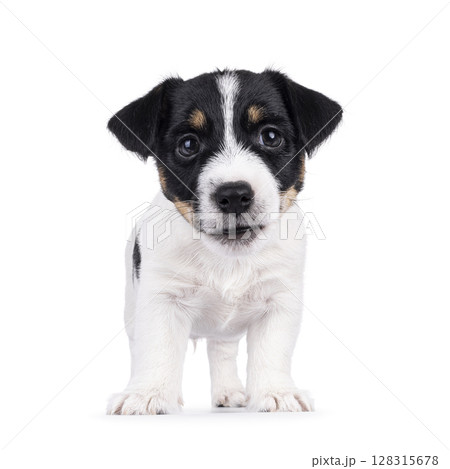 Jack Russell pup on white background 128315678