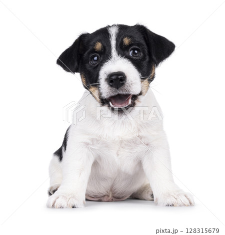 Jack Russell pup on white background 128315679