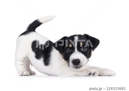Jack Russell pup on white background 128315681