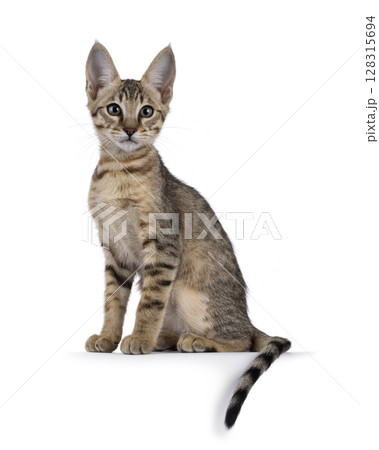 Savannah cat on white background 128315694