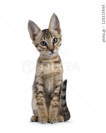 Savannah cat on white background 128315695