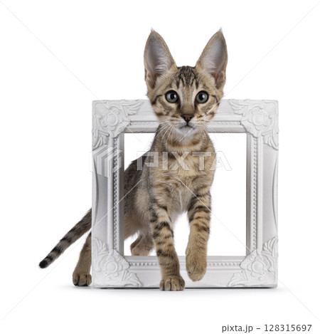 Savannah cat on white background 128315697