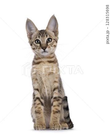 Savannah cat on white background 128315698