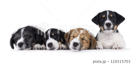 Jack Russell pups on white background 128315701