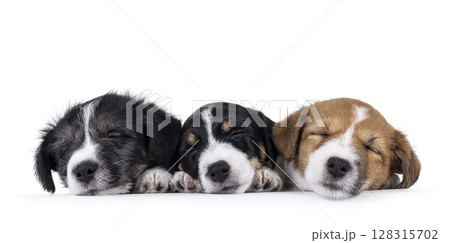 Jack Russell pups on white background 128315702