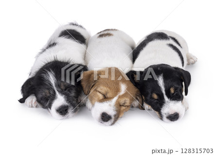 Jack Russell pups on white background 128315703
