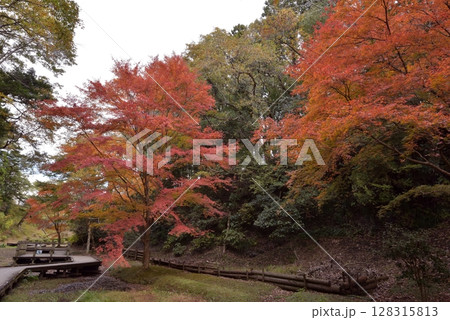 晩秋の房総半島、モミジが赤く染まった濃溝の滝、亀岩の洞窟の参道となる清水渓流広場を訪れる 128315813
