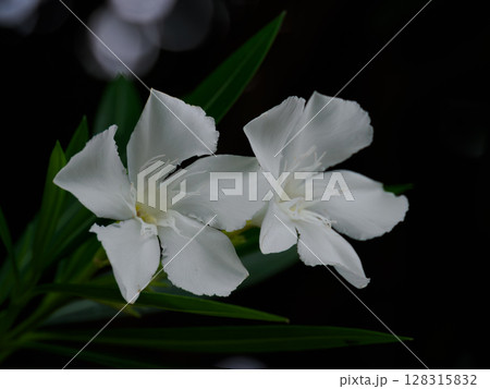 白いキョウチクトウの花 128315832