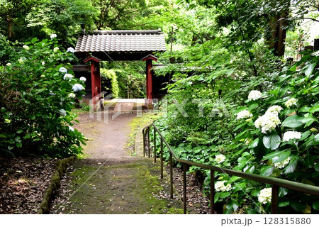 横浜市神奈川区　豊顕寺市民の森　豊顕寺赤門（檀林の門）と散策路と紫陽花 128315880