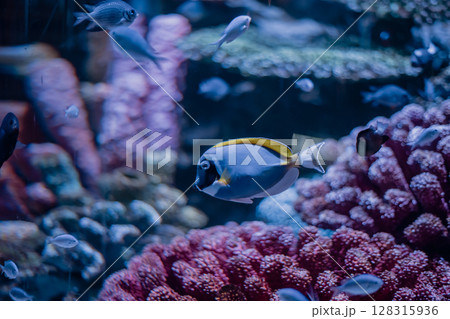 Vibrant underwater scene featuring colorful fish swimming among stunning coral reefs. Vibrant underwater scene featuring colorful fish swimming among stunning coral reefs. 128315936