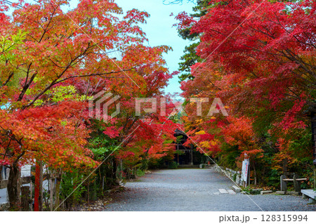 真っ赤な紅葉の鍬山神社の参道 128315994