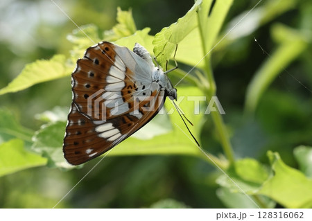 生き物　昆虫　イチモンジチョウ、ほかの個体にちょっかいを出されて葉裏に隠れる。こちらはメスですね 128316062