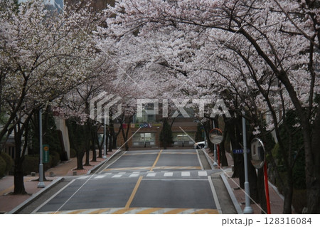 cherry blossom in spring cherry blossom in spring 128316084