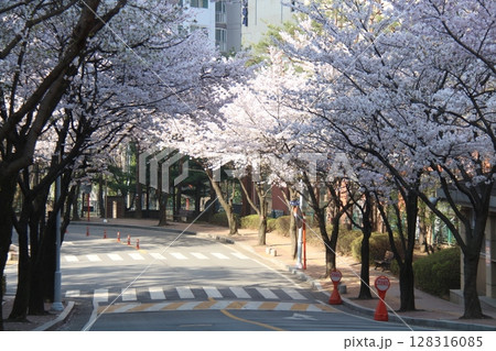 blooming cherry blossom in spring blooming cherry blossom in spring 128316085