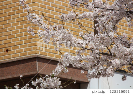 cherry blossom in a korean building cherry blossom in a korean building 128316091