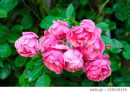 ガーデンで咲く美しいピンクのカップ咲きのバラの花 128316134