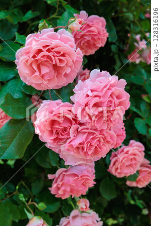 ガーデンで咲く美しいピンクのバラの花  ガーデンで咲く美しいピンクのバラの花  128316196
