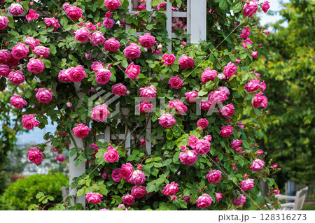 ガーデンで支柱に咲く美しいピンクのバラの花  128316273