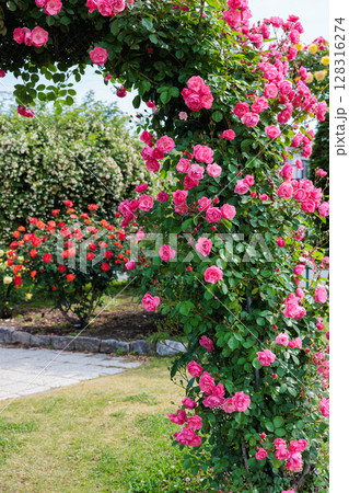 ガーデンで支柱に咲く美しいピンクのバラの花 ガーデンで支柱に咲く美しいピンクのバラの花 128316274
