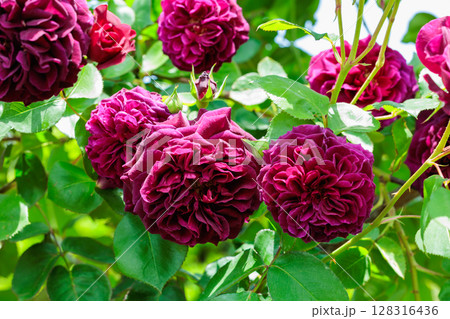 ガーデンで咲く美しい紫色のバラの花 128316436