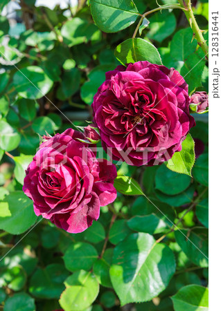 ガーデンで咲く美しい紫色のバラの花 128316441