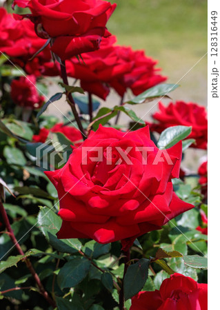 ガーデンで咲く美しい赤いバラの花のクローズアップ ガーデンで咲く美しい赤いバラの花のクローズアップ 128316449