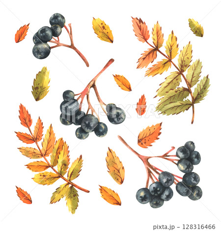Watercolor clip art set with black rowan berries, autumn foliage and yellow leaves. Hand drawn illustration elements for seasonal decor, design and compositions. Watercolor clip art set with black rowan berries, autumn foliage and yellow leaves. Hand drawn illustration elements for seasonal decor, design and compositions. 128316466