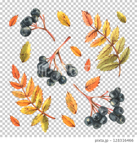 Watercolor clip art set with black rowan berries, autumn foliage and yellow leaves. Hand drawn illustration elements for seasonal decor, design and compositions. Watercolor clip art set with black rowan berries, autumn foliage and yellow leaves. Hand drawn illustration elements for seasonal decor, design and compositions. 128316466