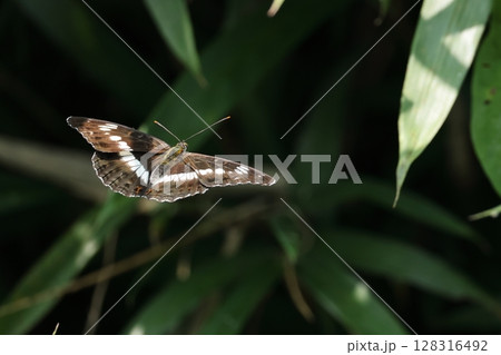 生き物　昆虫　イチモンジチョウ、飛翔中。黒い地色に白い直線のブイ字、藪の際をゆっくり飛んでいます 128316492