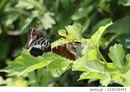生き物　昆虫　イチモンジチョウ、七月半ば。水辺に近い林で数頭が群れていました 128316493