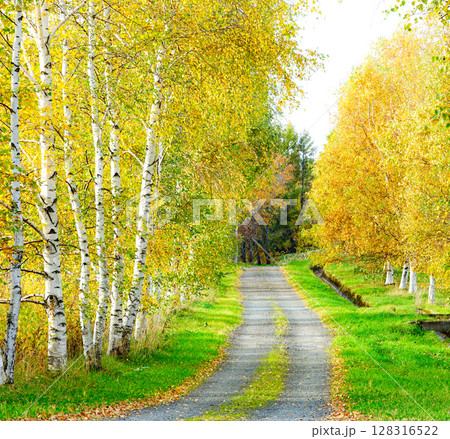 深まる秋に落ち着いた雰囲気の北海道の白樺並木 128316522