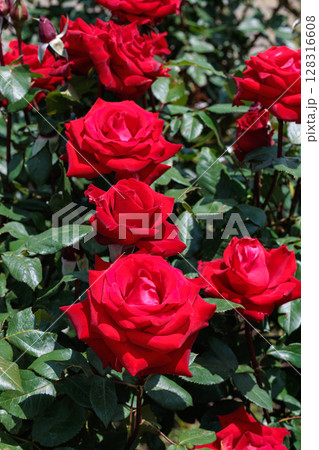 ガーデンで咲く美しい赤いバラの花 ガーデンで咲く美しい赤いバラの花 128316608