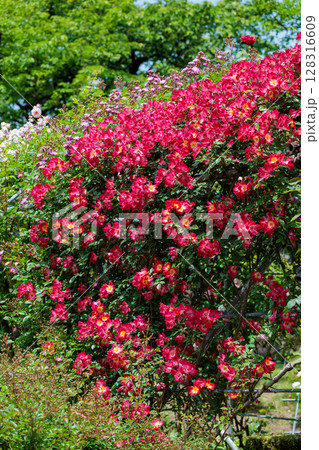 ガーデンで咲く美しい赤いバラの花 128316609